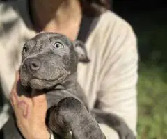 5 little Pitt puppies for adoption - 3