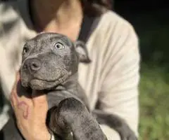 5 little Pitt puppies for adoption