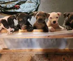 5 little Pitt puppies for adoption - 4