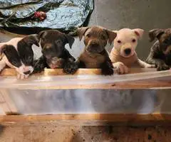 5 little Pitt puppies for adoption