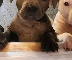 5 little Pitt puppies for adoption