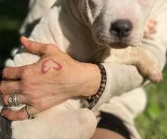 5 little Pitt puppies for adoption - 7