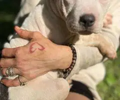5 little Pitt puppies for adoption