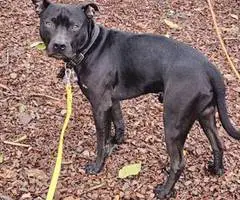 5 little Pitt puppies for adoption
