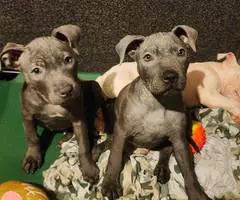 5 little Pitt puppies for adoption