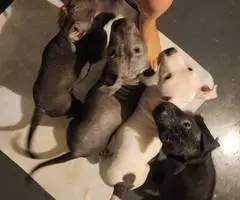 5 little Pitt puppies for adoption
