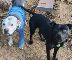 5 little Pitt puppies for adoption