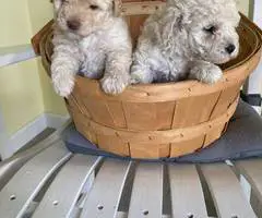 2 Toy Schnoodle puppies available