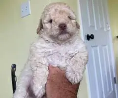 2 Toy Schnoodle puppies available - 2