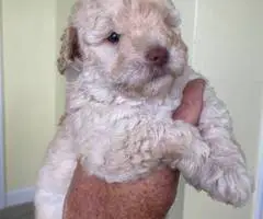 2 Toy Schnoodle puppies available - 4