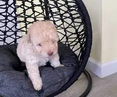 2 Toy Schnoodle puppies available - 5