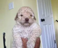 2 Toy Schnoodle puppies available - 6