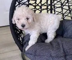 2 Toy Schnoodle puppies available - 7