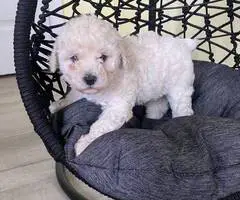 2 Toy Schnoodle puppies available - 8