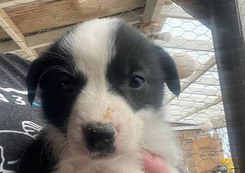 3 Border Collie Australian Shepherd cross puppies