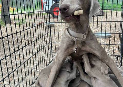 8 Weimaraner puppies for sale