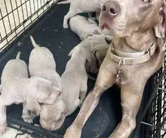 8 Weimaraner puppies for sale - 3