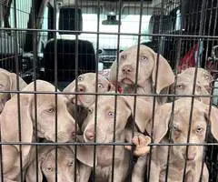 8 Weimaraner puppies for sale - 4