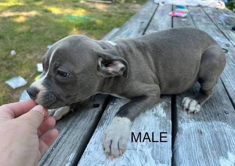 3 remaining pitbull puppies