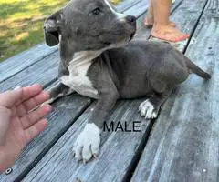 3 remaining pitbull puppies