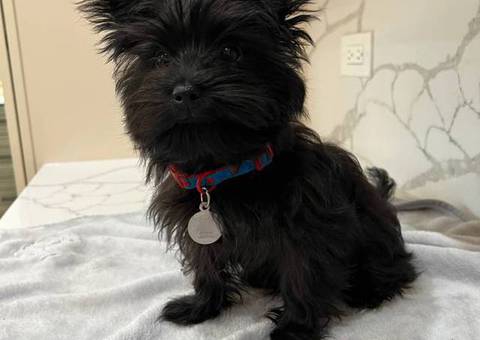 Tiny Morkie puppy for sale