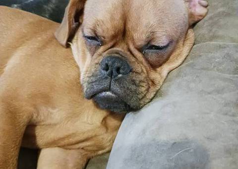 Brussel Griffon Frenchie mix puppy