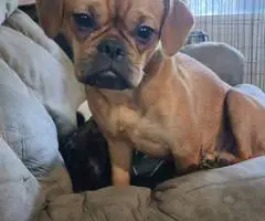 Brussel Griffon Frenchie mix puppy