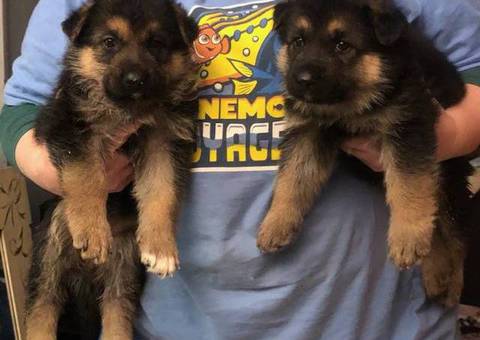 3 female purebred German Shepherd puppies