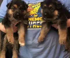 3 female purebred German Shepherd puppies