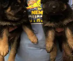 3 female purebred German Shepherd puppies - 2