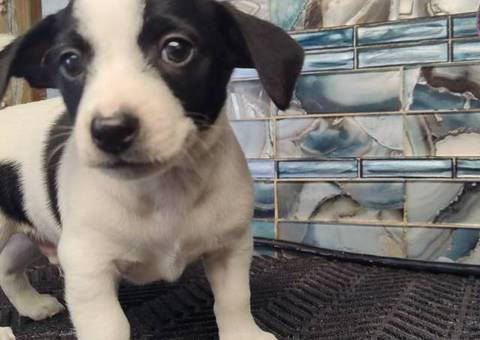 Rat Terrier puppies