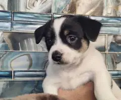 Rat Terrier puppies - 3