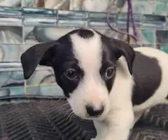 Rat Terrier puppies - 4