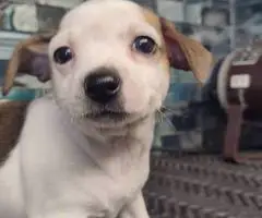 Rat Terrier puppies - 5