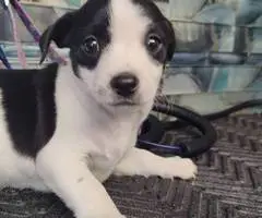 Rat Terrier puppies - 7