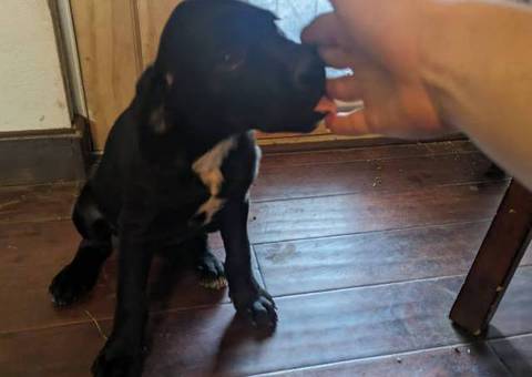 2 Rottweiler mix puppies for adoption