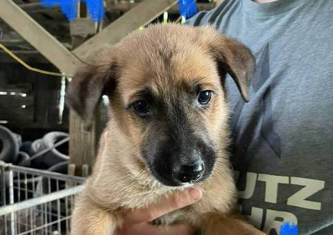 6 weeks old GSD Lab Mix Puppies