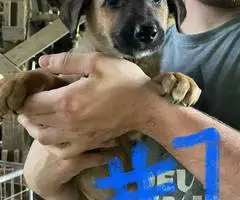 6 weeks old GSD Lab Mix Puppies - 2