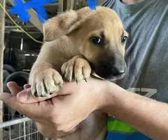 6 weeks old GSD Lab Mix Puppies