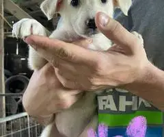 6 weeks old GSD Lab Mix Puppies