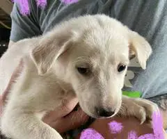 6 weeks old GSD Lab Mix Puppies