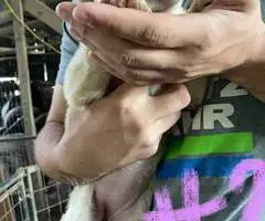 6 weeks old GSD Lab Mix Puppies