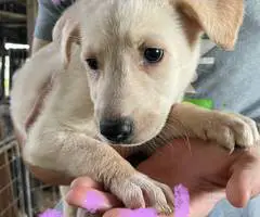 6 weeks old GSD Lab Mix Puppies