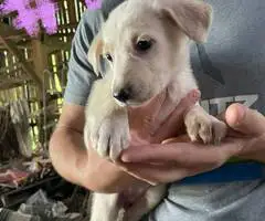 6 weeks old GSD Lab Mix Puppies