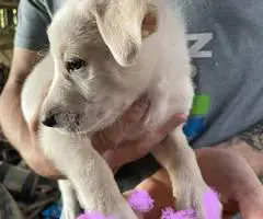 6 weeks old GSD Lab Mix Puppies