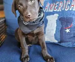 2 male AKC Labrador retriever puppies for sale - 2