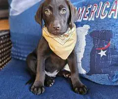 2 male AKC Labrador retriever puppies for sale