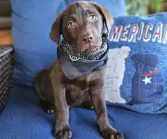 2 male AKC Labrador retriever puppies for sale