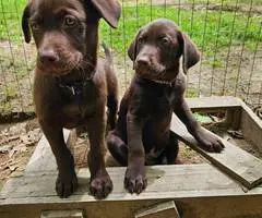 2 male AKC Labrador retriever puppies for sale - 5