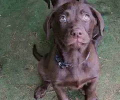 2 male AKC Labrador retriever puppies for sale